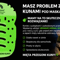 Jak pozbyć się kuny?