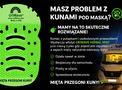 Jak odstraszyć kuny?