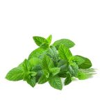 URIWAVE HERBAL MINT – wkładka zapachowa o aromacie mięty, 30 dni - 3